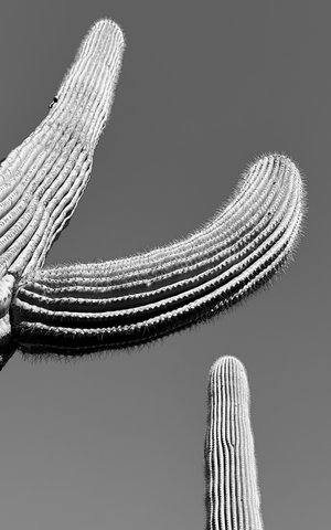 Saguaro 3 by Charles Miller (2024)
