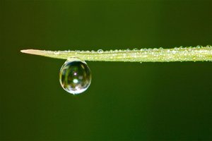 Spring Rain by steven tapper (2025)