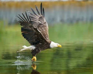 Bald Eagle Skimming the Water, Kodiak, Alaska by Michael Hodgson