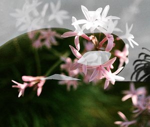 Kimberley Campisano — portfolio