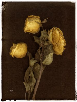 Rose trio warm 810 by Maureen Gates