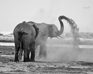 Elephant Sand Holi In Amboseli National Park (Kenya) by rupali kumbhani (2025)