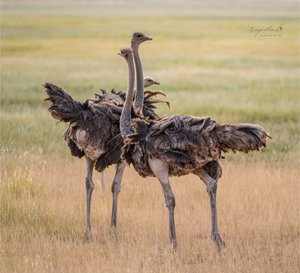 Ostrich in Amboseli National Park (Kenya) by rupali kumbhani (2025)