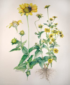 Karen Horwitz