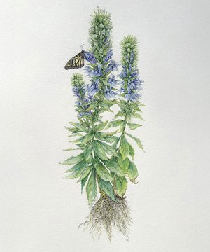 Lobelia siphilitica by Karen Horwitz