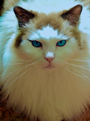 Cat Named Maverick by Kevin Murphy (2026)