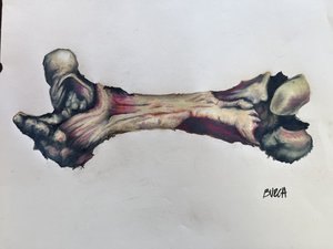 bone by gary burch (2026)
