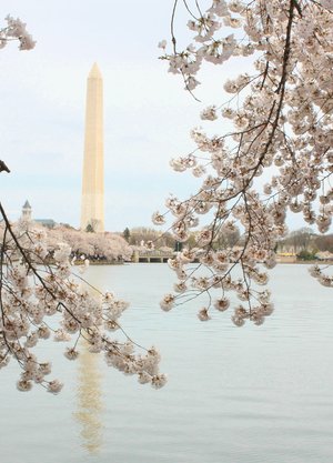 Cherry Blossoms With George by Kristen Helfrecht Murray