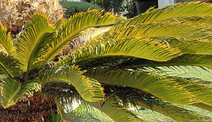 the palm at Glenview by Randy Baker (2026)