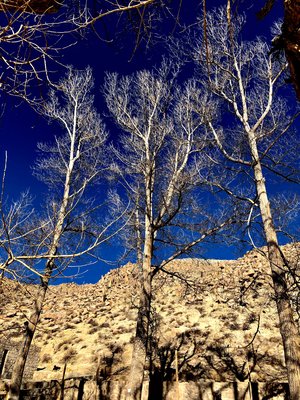 Rising trees by Constance Briones (2026)