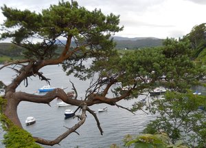Scottish Harbour by Constance Briones (2026)