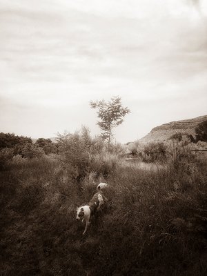 Laya Down The Bank by Michael Rainey (2020)
