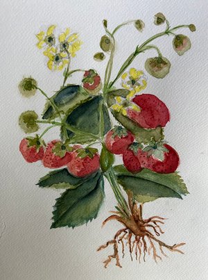 Verry Berry by Ellen Rothouse