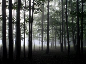Forest Through the Trees by Doug Hockman
