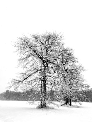 Tandem Trees by Doug Hockman