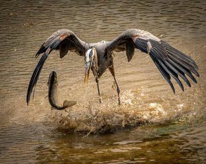Great Blue Catching Dinner by Emily Murphy (2023)