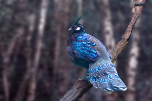 Peacock-Pheasant by Erin Buxton (2026)