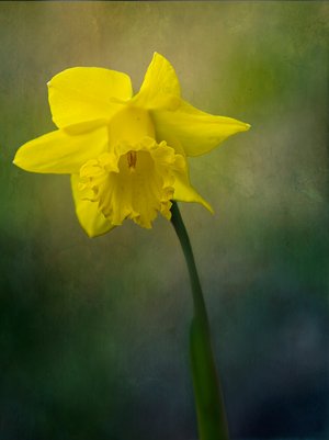 Daffodil by Erin Buxton