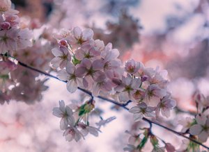 UW Quad Cherry Blossoms by Erin Buxton