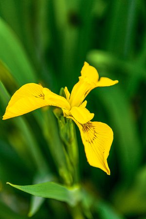 Yellow Flower by Erin Buxton