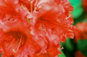 RHODIES by Erin Buxton