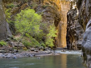 Light Between the Cliffs, Zion National Park, Utah by Holly Jansen