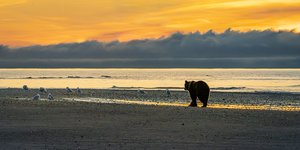 Dawn on Cook Inlet, Silver Salmon Creek, Alaska by Holly Jansen