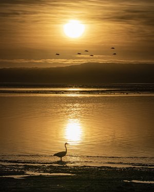 Heron in the Glow of Morro Bay by Holly Jansen