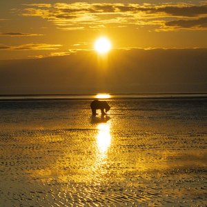 Alaskan Brown Bear at Cook Inlet, Alaska by Holly Jansen