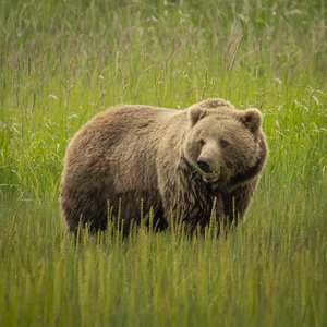 Alaskan Brown Bear, Silver Salmon Creek, Alaska by Holly Jansen