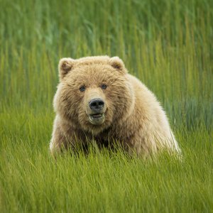 Crimpy Bear, Silver Salmon Creek, Alaska by Holly Jansen