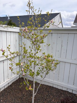 Tree by Third South Test Account