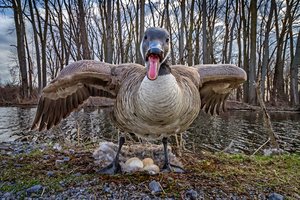 Female Goose Showing us Her Eggs by Jim Klein
