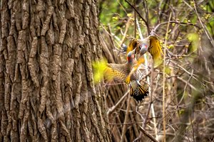 Northern Flickers by Jim Klein