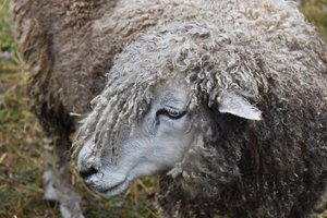 Curly Locks Photo by Rhyta Rounds