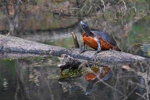 Red Bellied Cooter by Rhyta Rounds
