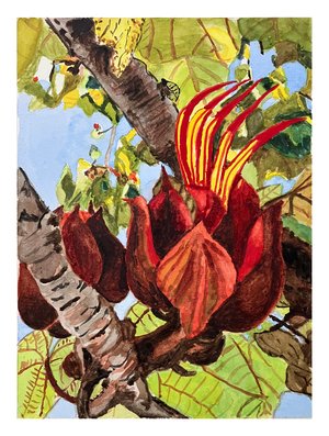 Monkey Hand Tree Blossom by Leigh McLellan (2026)