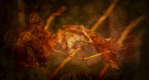Autumn’s Whisper by Melissa Knapp