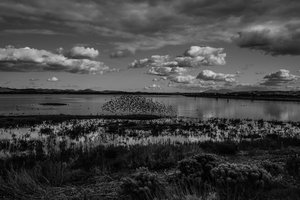 The Gathering  by Melissa Knapp