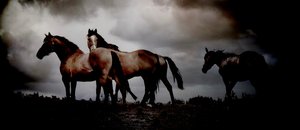Wild Grace Of Ireland  by Melissa Knapp