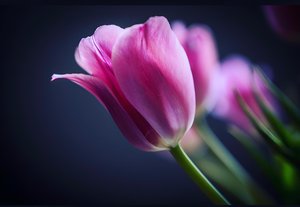 Whispering Spring by Melissa Knapp