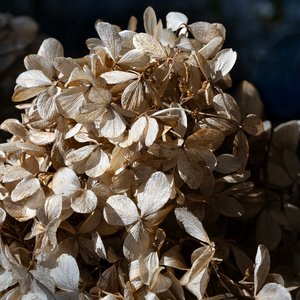 Kimmerling Untitled, No. 46 (bigleaf hydrangea) 2025 archival pigment print 20x 20 1:5 by George Kimmerling