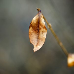 Kimmerling Untitled, No. 52 (California privet) 2025 archival pigment print 20x20 1:5 by George Kimmerling
