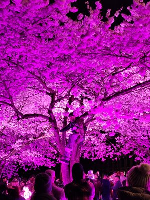 JanetSears'CherryBlossomsAtNight' by Janet Sears (2026)