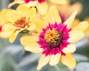Profusion Red Yellow Zinnia by Jill Weingarten-Stein