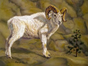 Big Horn Sheep by Test Artist