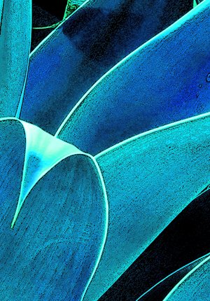 Agave point by Carmen Nevarez (2024)