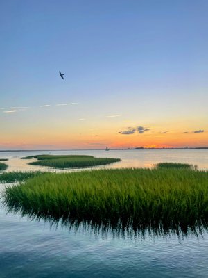 Bird in Paradise  by Devon Andrews
