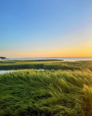 Sea Grass Sway by Devon Andrews
