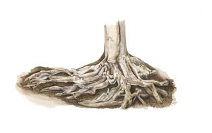 American Beech roots by Pam Sapko
